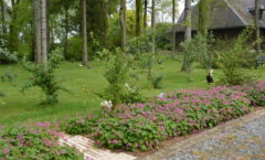 exterieur-le-jardin-et-les-poules